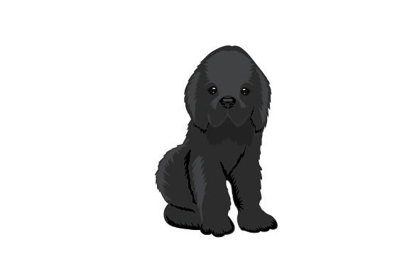Baby Newfoundland Dog