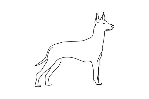 Pharaoh Hound Dog - Line Art