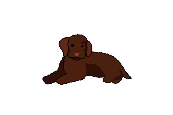 Poodle Dog Laying Down