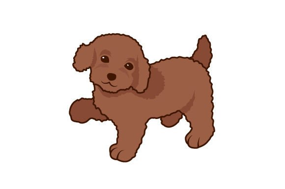 Poodle Dog Walking