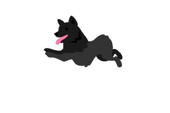Schipperke Dog Running