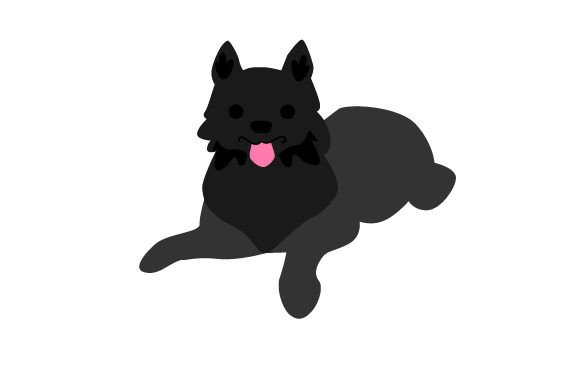 Schipperke Dog with Tongue out